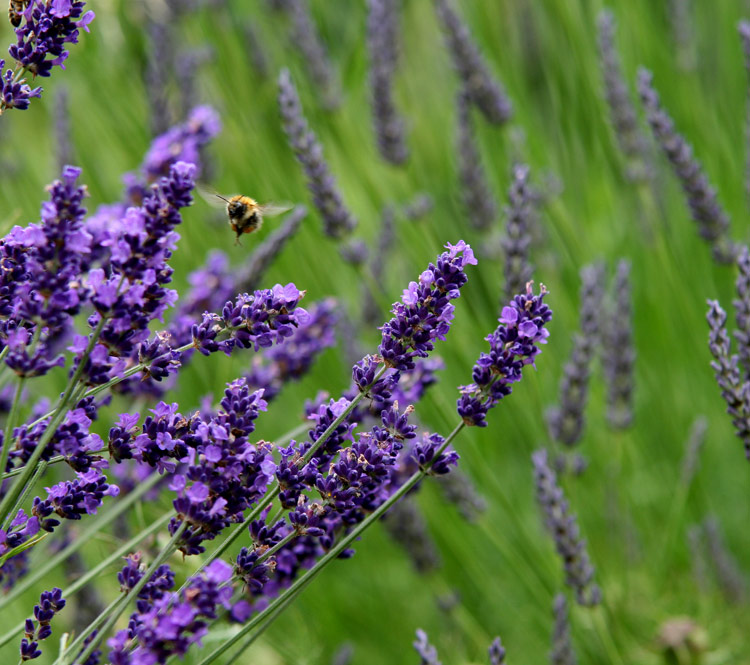 tinh dầu oải hương nguyên chất